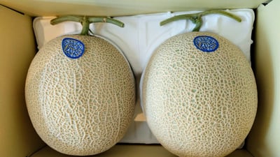 お礼の品の感想画像 1
