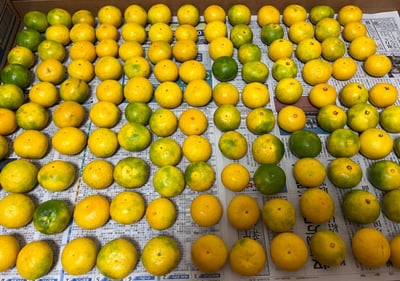 お礼の品の感想画像 1