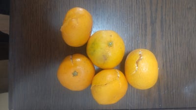お礼の品の感想画像 1