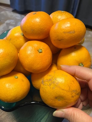 お礼の品の感想画像 1