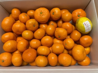 お礼の品の感想画像 1
