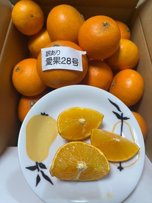 お礼の品の感想画像 1