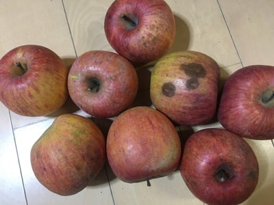 お礼の品の感想画像 1