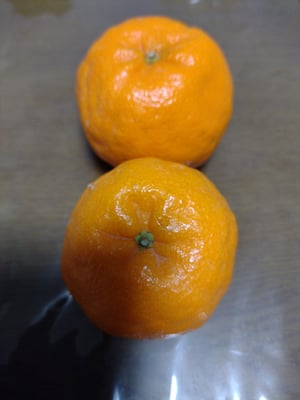 お礼の品の感想画像 2