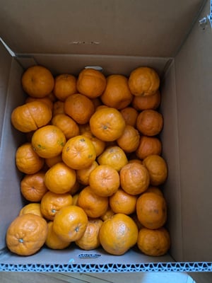 お礼の品の感想画像 1