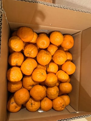 お礼の品の感想画像 1