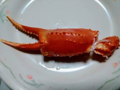 お礼の品の感想画像 1