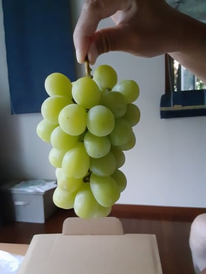 お礼の品の感想画像 1