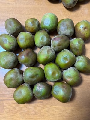 感想一覧: レッドキウイ 2kg 訳あり マル南フルーツ 先行予約 感想一覧: レッドキウイ 2kg 訳あり マル南フルーツ 先行予約
