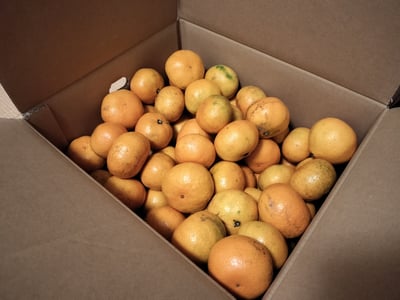 お礼の品の感想画像 1