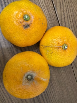 お礼の品の感想画像 1