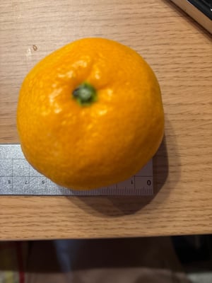 お礼の品の感想画像 1