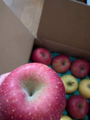 お礼の品の感想画像 3