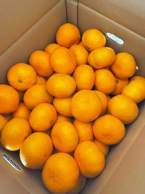 お礼の品の感想画像 2
