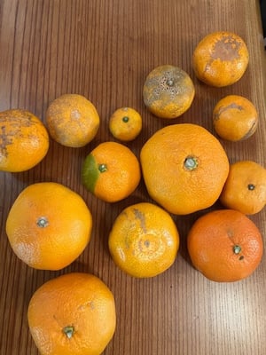 お礼の品の感想画像 1