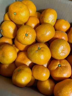 お礼の品の感想画像 1