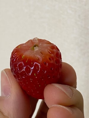お礼の品の感想画像 3