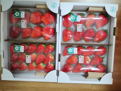 朝摘みでお届け！ぐんまのブランドいちご「やよいひめ