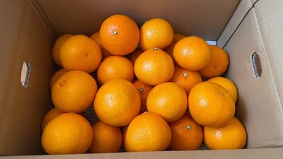 お礼の品の感想画像 1