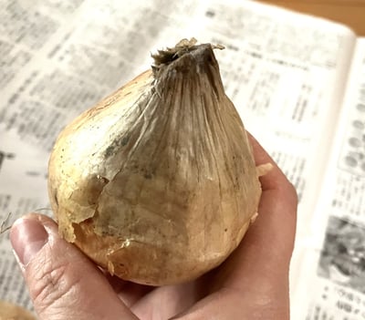 たまねぎ たまねぎ移植機｜野菜関連機器｜製品情報｜農業ソリューション