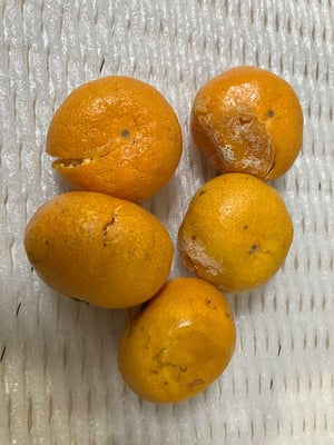 お礼の品の感想画像 1