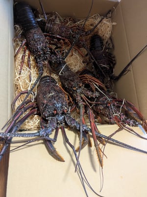 お礼の品の感想画像 1