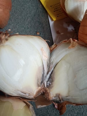 お礼の品の感想画像 1