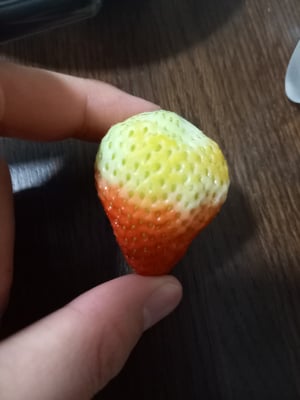 お礼の品の感想画像 1