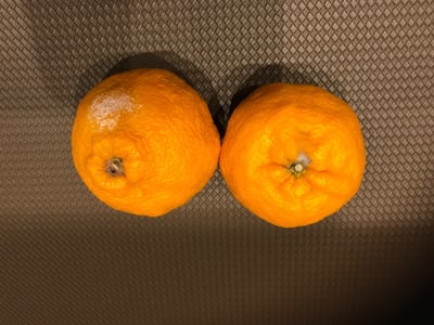 お礼の品の感想画像 1