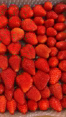 お礼の品の感想画像 1