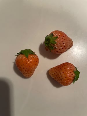 お礼の品の感想画像 1