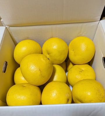 お礼の品の感想画像 1