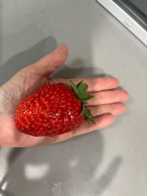 お礼の品の感想画像 2