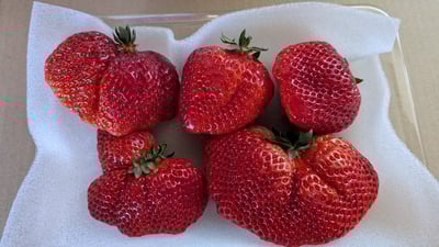 お礼の品の感想画像 1