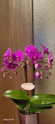 お礼の品の感想画像 2