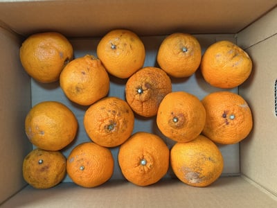 お礼の品の感想画像 1