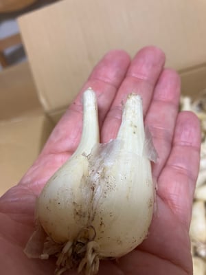 お礼の品の感想画像 1