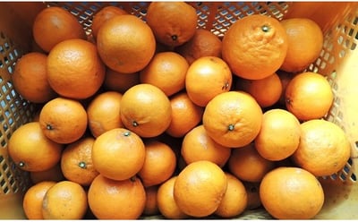 希少柑橘はれひめ10kgの詳細はコチラ