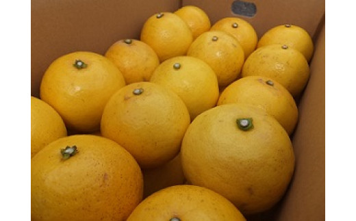 オレンジ園の小夏10kg 日向夏 みかん 柑橘 フルーツ こなつ ﾆｭｰｻﾏｰｵﾚﾝｼﾞ 先行予約【R00549】