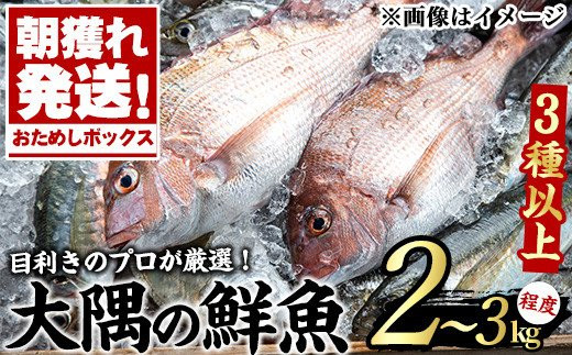 【10828】朝獲れ発送！鮮魚問屋が厳選した『大隅の鮮魚おためしBOX』(約2~3kg程度)【江川商店】
