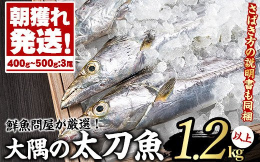 【15830】朝獲れ発送！鮮魚問屋が厳選した『大隅の太刀魚』(3尾・1.2kg以上)【江川商店】