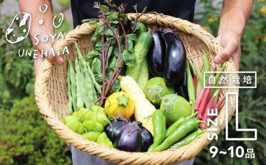 《先行予約》《期間・数量限定》飛騨 野菜セット 9～10品 自然栽培 野菜BOX・Lサイズ ソヤ畦畑