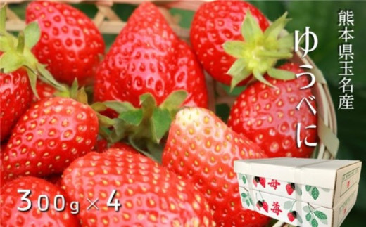 【1月以降発送】 熊本たまな産 イチゴ ゆうべに 約1000g （ 250g × 4パック ） | フルーツ 果物 くだもの 苺 いちご 熊本県 玉名市