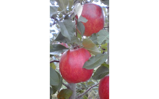 季節のりんご（家庭用）５㎏【６月受付開始・８月〜発送開始】