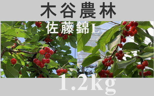 4-015-042　木谷果樹園のさくらんぼ　佐藤錦（L）1.2kg【R5先行予約】
