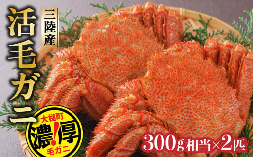 【期間限定！令和8年3月～4月発送先行予約】三陸産活毛ガニ300g相当×2杯(2尾) 【35】天然 国産 冷蔵 三陸 直送 濃厚 かに 蟹 カニ 毛ガニ 毛蟹 毛がに 初栄丸