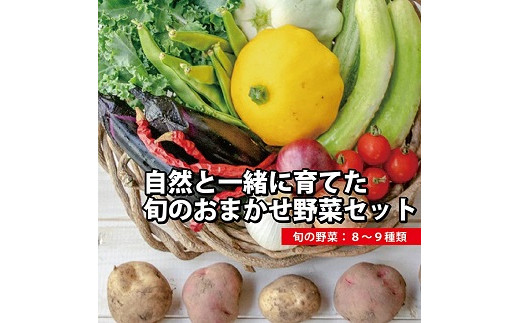830　【自然栽培】『まえむき。』の、自然と一緒に育てた旬のおまかせ野菜セット8〜9種類