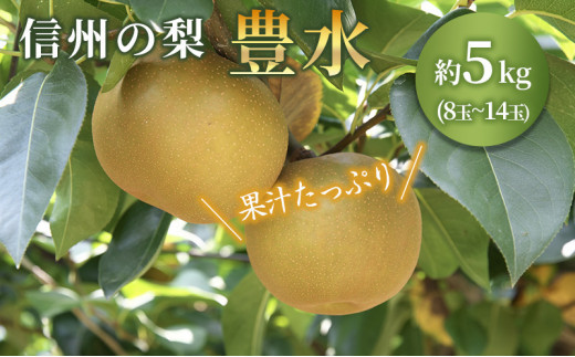 【2024年/令和6年発送分☆先行予約☆】梨 長野 豊水 約 5kg 信州の梨 水分たっぷりジューシーな梨です フルーツ 果物 デザート なし ナシ ほうすい ホウスイ 産地直送 長野県 信州産 [№5675-1101] 