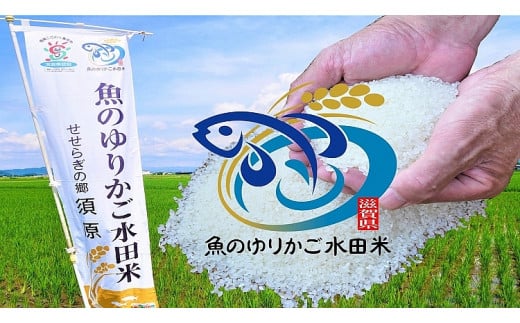 米 コシヒカリ 魚のゆりかご水田米 滋賀県産 10kg