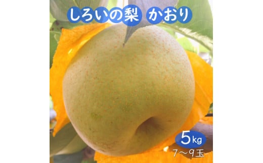 梨 かおり 5kg 7～9玉 予約受付 千葉県 白井市 しろいの梨 